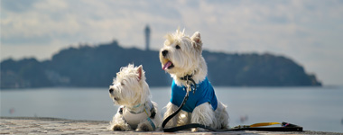 DOG DEPT + CAFE 屋上ドッグランは目の前に180度の景色が広がります 湘南を満喫しながら愛犬も一走り！DOG DEPT利用規約あり 有料